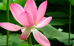 xixi