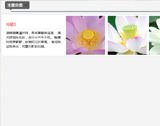 适用移动网页图片左右滑动 